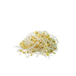 Bean Shoots Sprout 4Kg - Bag