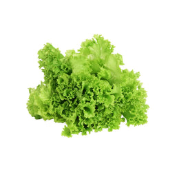 Fresh Lettuce Decorative Green Oak Delivered Straight to You - DeliverFresh Melbourne