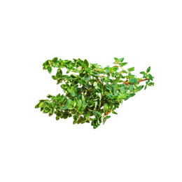 Thyme - Bunch