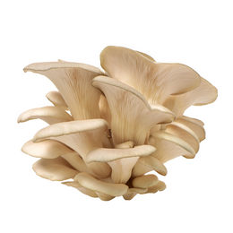 Mushroom Oyster - Punnet