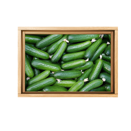 Cucumber Lebanese 10Kg - Box