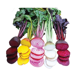 Beetroot Rainbow - Bunch