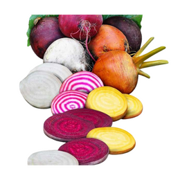 Beetroot Rainbow - Bunch