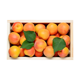 Apricot - Box