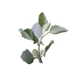 Salt Bush - Punnet