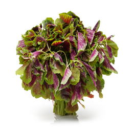 Amaranthus - Bunch