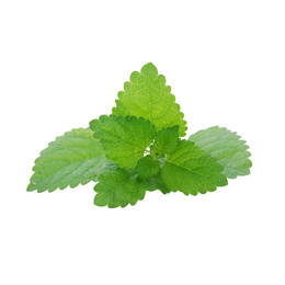 Lemon Balm - Bunch