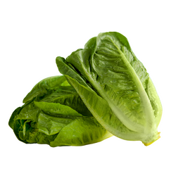 Lettuce Cos Heart- Lettuce Whole Cos Large Box