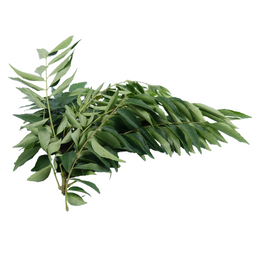 Curry Leaves - Bunch