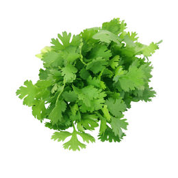 Coriander - Bunch