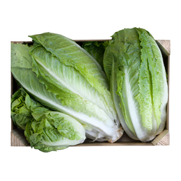 Lettuce Vietnamese - Box