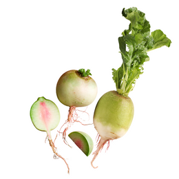 Watermelon Radish - Bunch