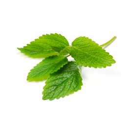 Lemon Balm - Bunch