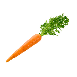 Carrot Dutch - Bunch