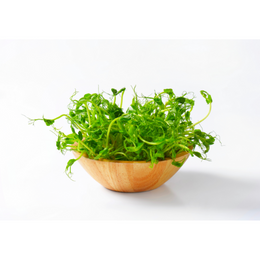 Pea shoots - Kg