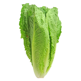 Lettuce Twin Cos - 10Pack - Box