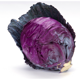 Cabbage Red / Purple - Pcs