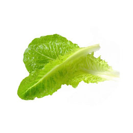 Lettuce Vietnamese - Box