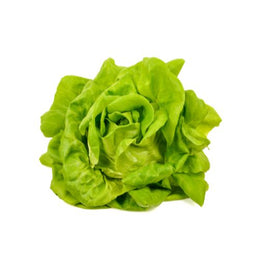 Premium Butter lettuce-8 Pcs in Box