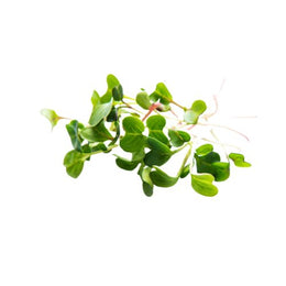 Micro Herbs - Punnet