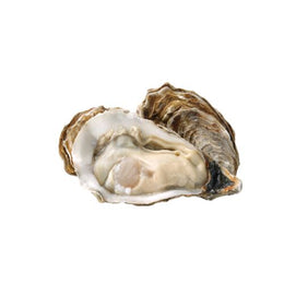 Premium Oyster-Prepack 150g